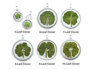 Fancy a “lucky” clover gift in Singapore?